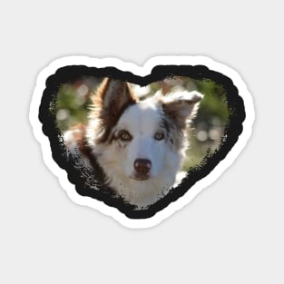 Love Border Collies Magnet