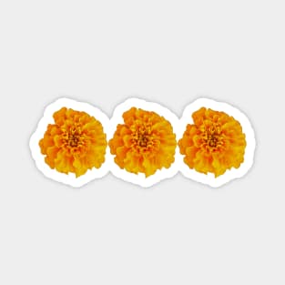 Three Orange Marigolds Floral Photo Magnet