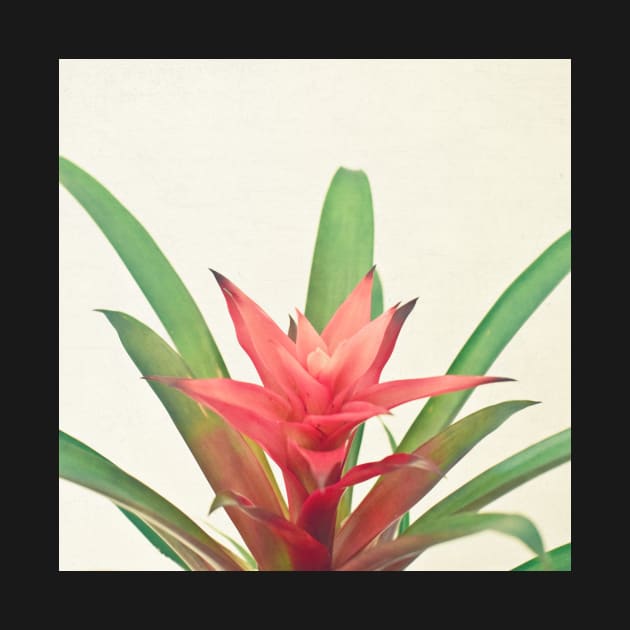 Bromelia by Cassia