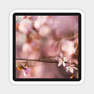 Cherry Blossom Magnet