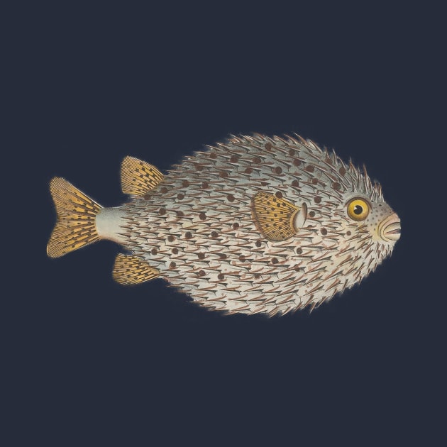 Pufferfish Vintage Fish Marine Biology Natural History Scientific Illustration by MoPaws