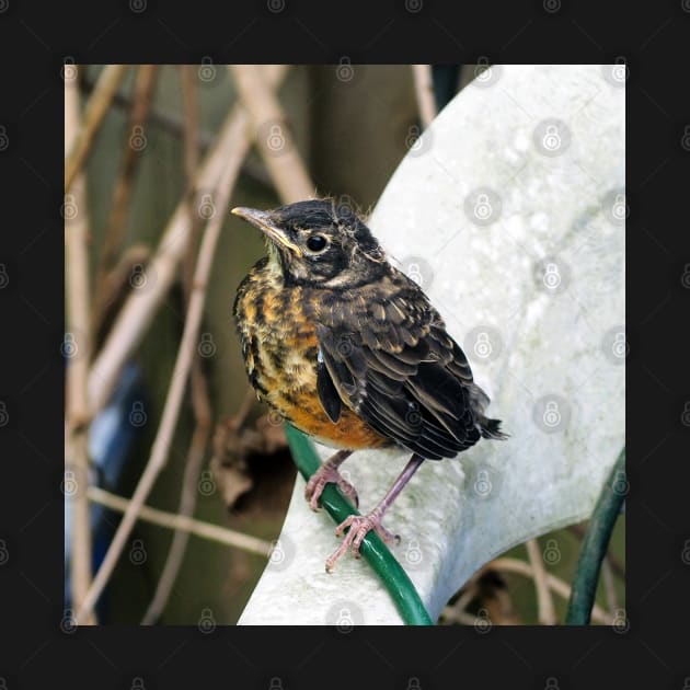 Young American Robin Perched On A Chair by BackyardBirder