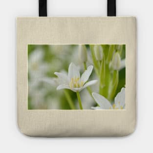 Ornithogalum magnum  Star of Bethlehem  Giant Starflower Tote