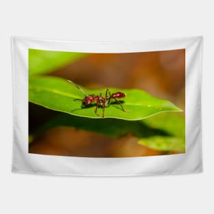 A bullet ant, Paraponera clavata Tapestry