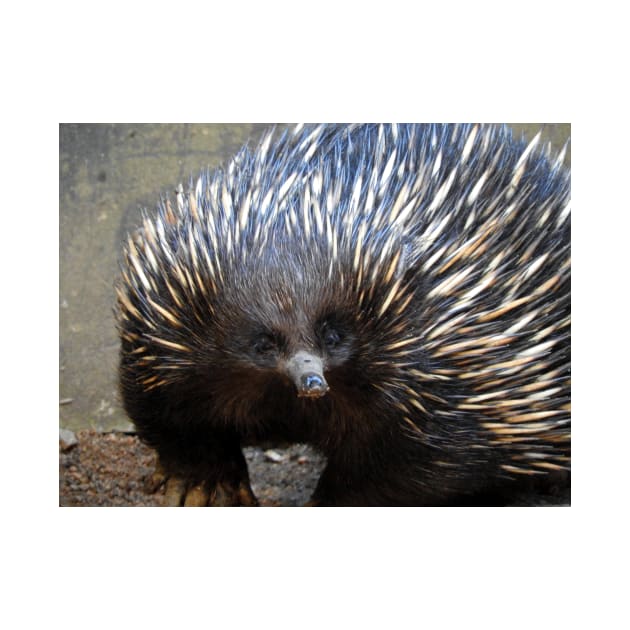 Echidna by kirstybush