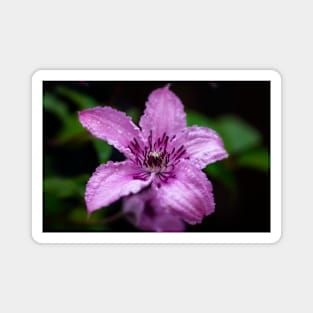 Purple Clematis After The Rain Magnet