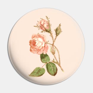 Pink rose flower Vintage Botanical Print Pin