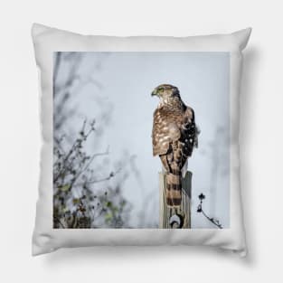 Juvenile Cooper's Hawk - Square Pillow