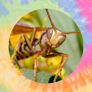 Paper Wasp Macro Photograph T-Shirt