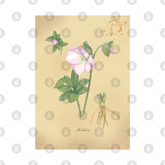 Hellebore, watercolor painting by Sharon Rose Art