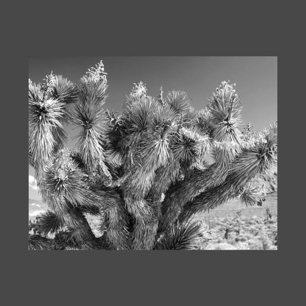 Joshua Tree by Rob Johnson Photography