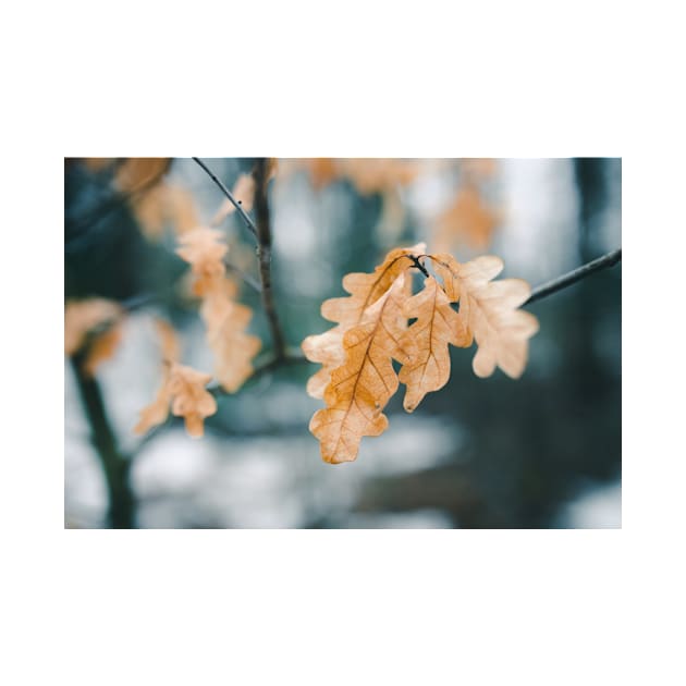 Dry yellow leaves in small oak tree by Juhku