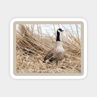 Canada Goose No.4 Magnet