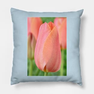 Tulipa  'Stunning Apricot'   Single Late Tulip Pillow