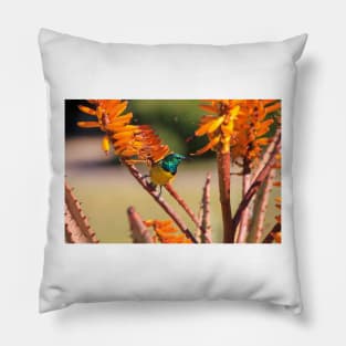 Collared Sunbird with Orange Flowers, South Africa Pillow