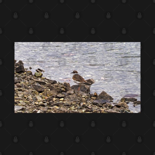 Killdeer Bird Standing On A Rocky Shore by BackyardBirder