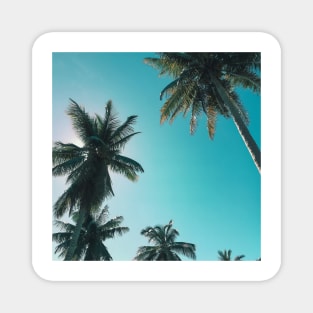 Blue sky and palm trees Magnet