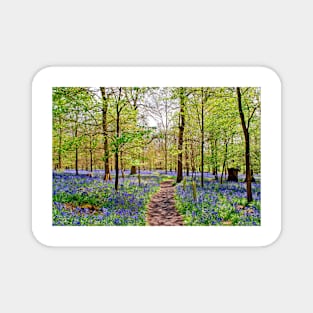 Bluebell Woods Greys Court England UK Magnet