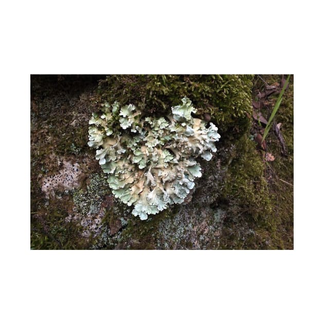 Heart shaped Lichen by pinkal