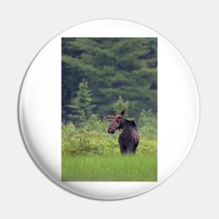Canadian Moose, Algonquin Park, Canada Pin