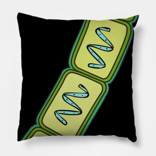 Coenobium of Spirogyra Pillow