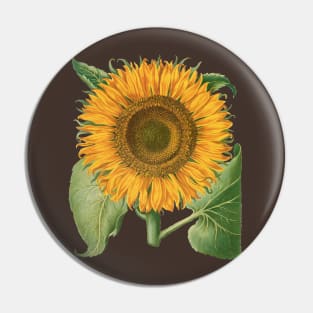 Sunflower by Basilius Besler Pin