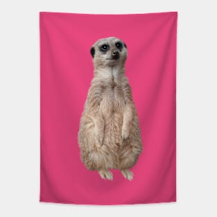 Meerkat - Cute meerkat watching the view - Pink Tapestry