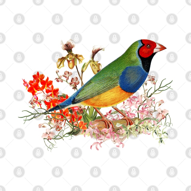 Red Head Gouldian Finch Standing Among Orchid Blossoms by LizzyizzyDesign