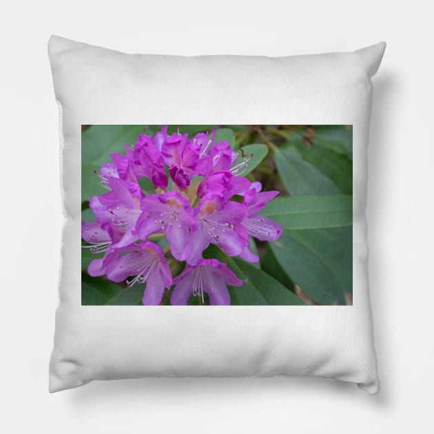 Purple rhododendron flowers Pillow by HazelWright