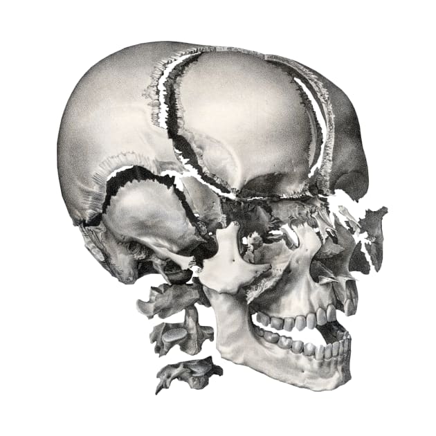 Vintage Science, Antique Human Anatomy Skull by MasterpieceCafe