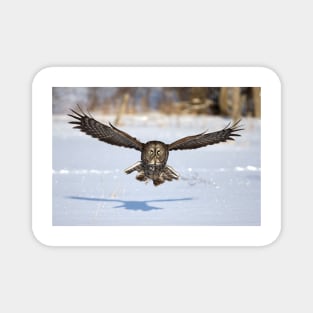 Great Grey Owl in flight Magnet