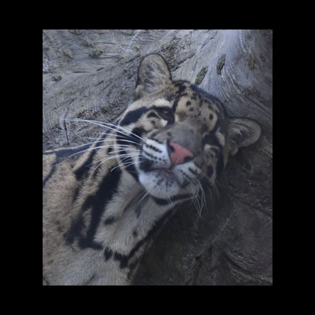 Clouded Leopard by Sharonzoolady