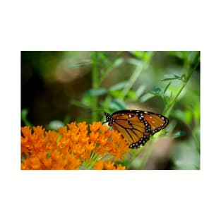 A Quiet Moment ~ Gila National Forest, New Mexico USA T-Shirt