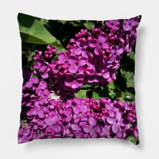 Lovely Lilac Flower Blooming In Spring Pillow