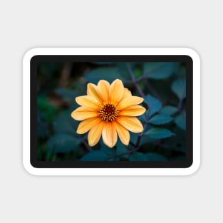 Orange Flowering Dahlia Magnet