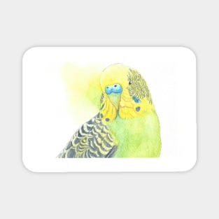 Watercolor green and yellow budgies - parakeet painting portrait with back wash Magnet