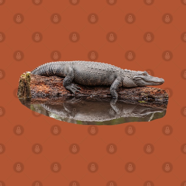 Alligator Resting on a log by dalyndigaital2@gmail.com