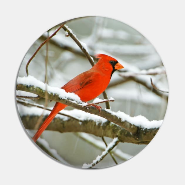 Northern Cardinal Bird on Tree Branch Pin by lauradyoung