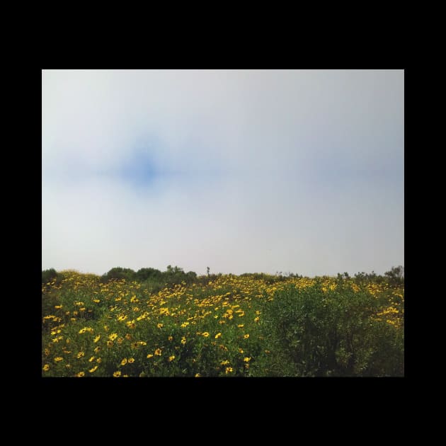 Flower Field, Cloudy Sky in San Diego by Babey Bog