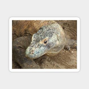 Komodo Dragon Magnet