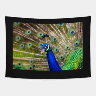 Peacock Showing Off Tapestry