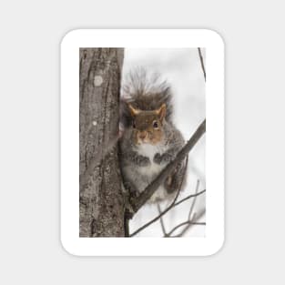 Large Grey Squirrel in a tree Magnet