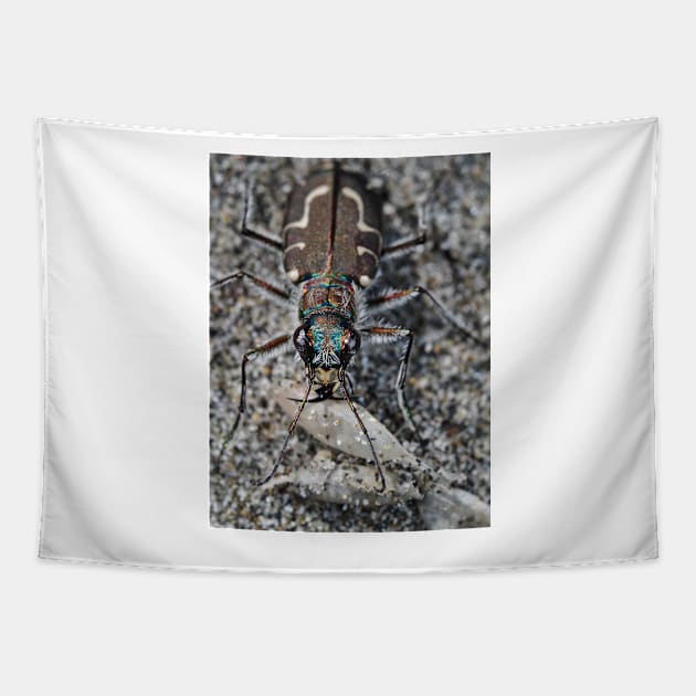 Hairy-necked tiger beetle Tapestry by SDym Photography