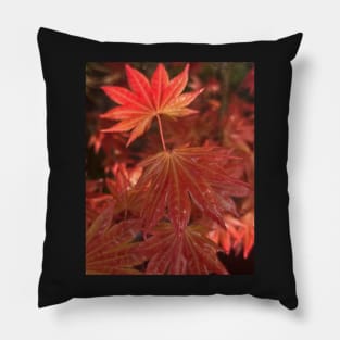 Fall Flame Orange Leaves of the Japanese Maple in the Rain Pillow