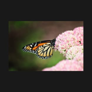 Monarch on Sedum T-Shirt