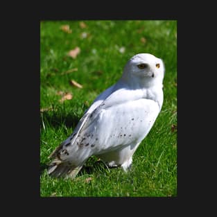 Snowy Owl T-Shirt