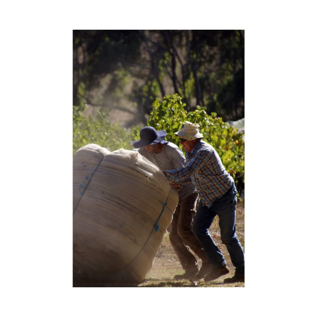 Moving the nets on the vineyard by South Australian artist Avril Thomas by MagpieSprings