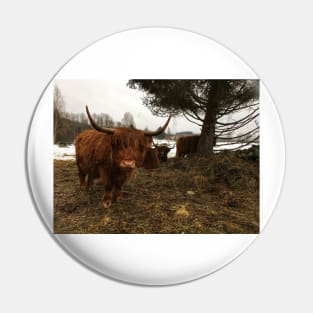 Scottish Highland Cattle Cows 2314 Pin