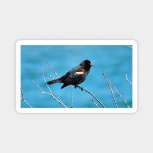 Red-winged Blackbird Calling With Its Beak Wide Opened Magnet