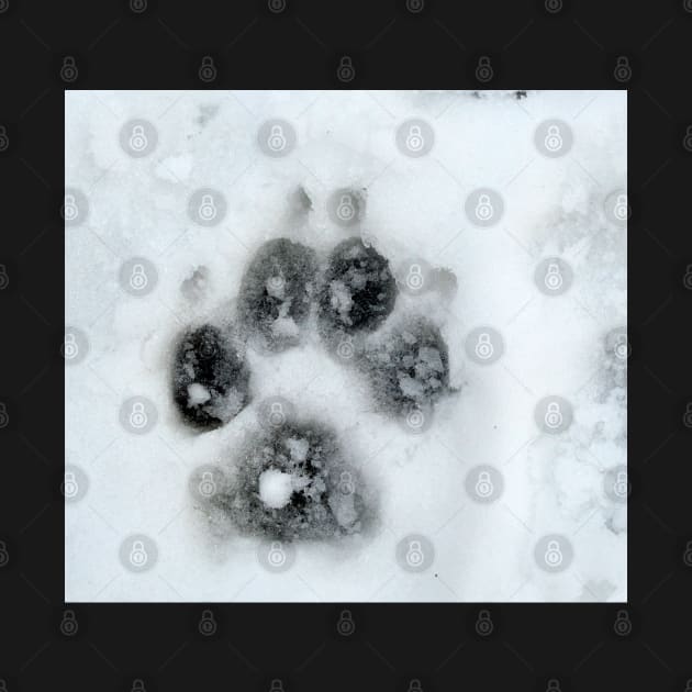 Snow Paws by Drgnfly4free